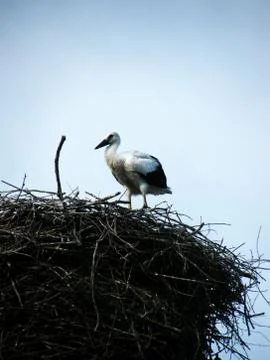 Stork in the nest Stock Photos