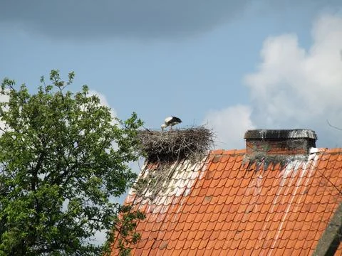 Stork nest Stock Photos