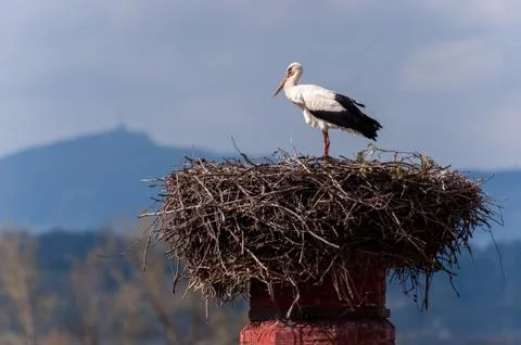 Stork on a nest Stock Photos
