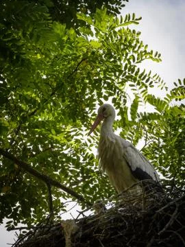 Stork in the nest Stock Photos