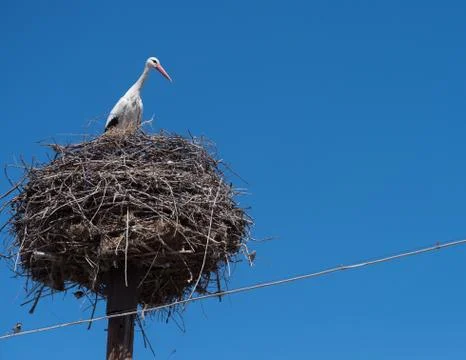 A stork in a nest Stock Photos