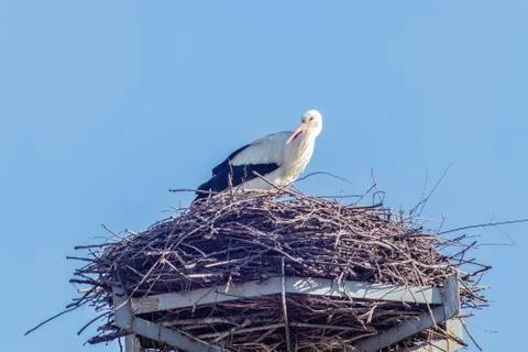  Stork in the nest Foto stock