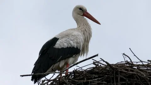 Stork on a nest Stock Photos