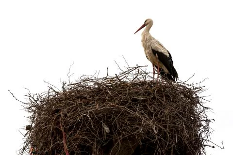 Stork nest Foto stock