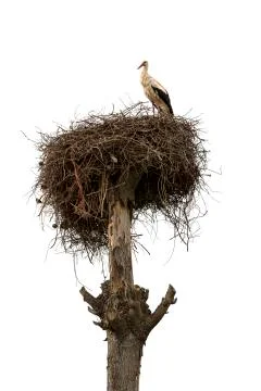 Stork nest Stock Photos