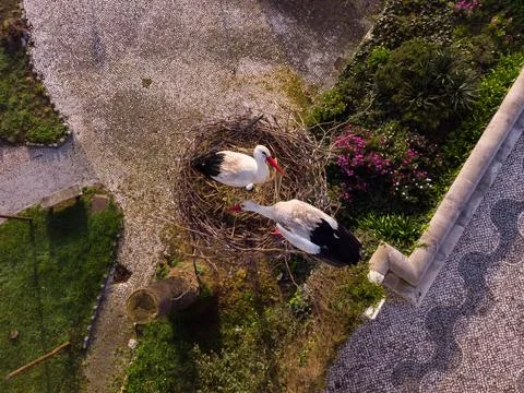 Stork in nest Stock Photos