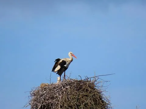 Stork in nest Stock Photos