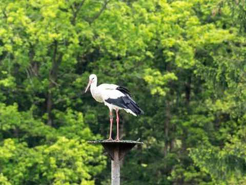 Stork in nest Stock Photos