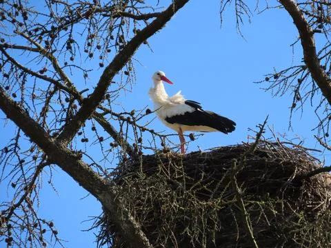 Stork in nest Stock Photos