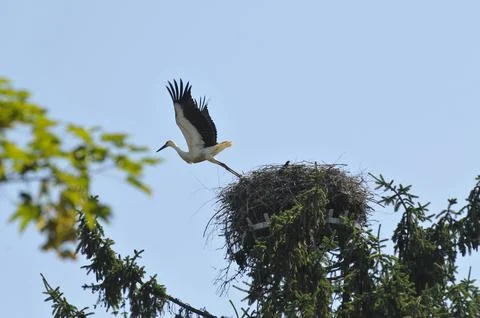 A stork in a nest Stock Photos