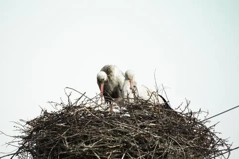 Stork in the nest Фото