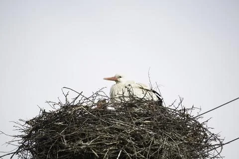 Stork in the nest Stock Photos