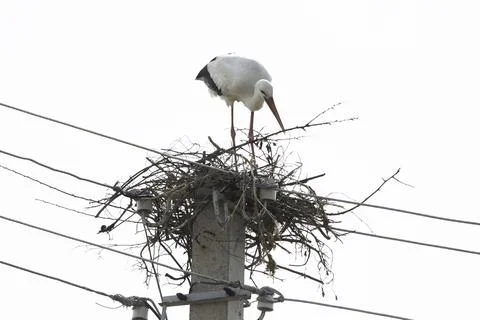 Stork in the nest Stock Photos