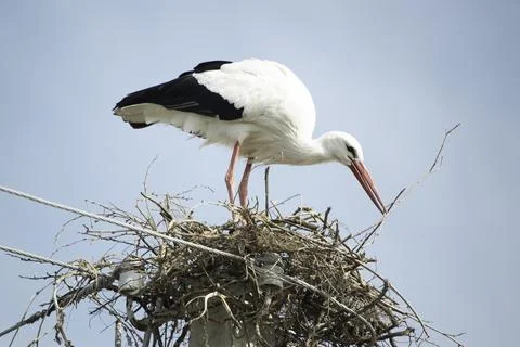 Stork in the nest Stock-Fotos