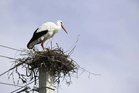 Stork in the nest 写真素材