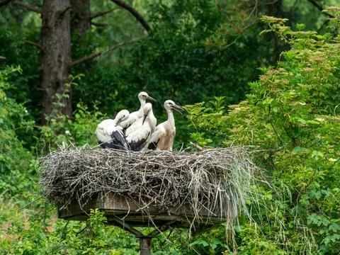 Stork nest Stock Photos