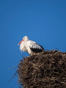 Stork on a nest pole Stock Photos
