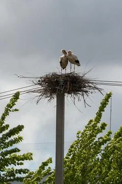 Stork nest on a pole Foto stock
