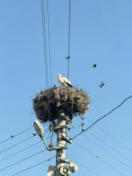 Stork nest pole Stock Photos