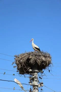 Stork nest pole Stock Photos