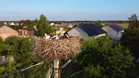 Stork nest on a pole, young storks in the nest, drone view 库存影片 201065936