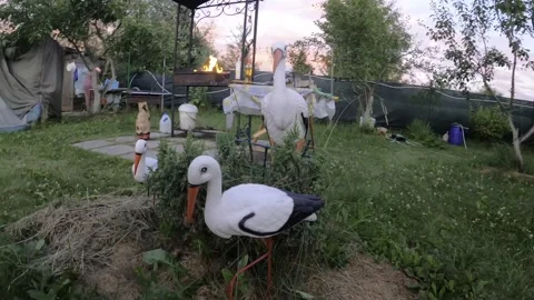 Stork on the nest. recreation area Stock Footage 250149881