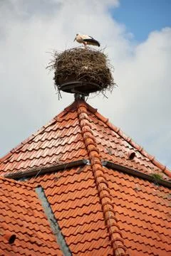 Stork in nest on rooftop Stock Photos