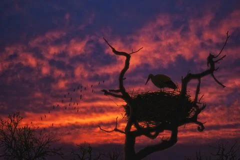 Stork nest at sunset Stock Photos