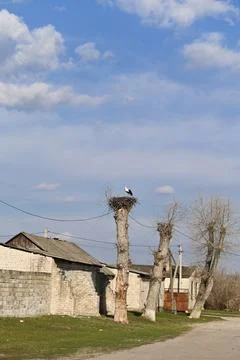 Stork nest on top of bare tree trunk in rural village, Stock Photos