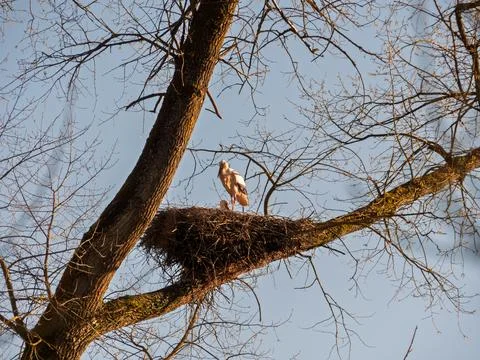 Stork Nest in a Tree with Chicks Stock Photos