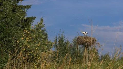Stork nest with two storks on electric poll on a summer day Stock Footage 93174081
