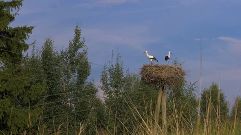 Stork nest with two storks on electric poll Stock Footage 93174203
