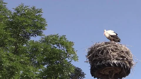 Stork in a nest of wheels Stock Footage 59873825