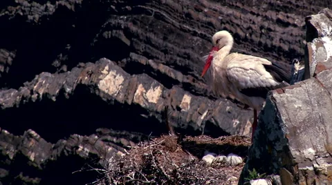 Stork in the nest#6 Stock Footage 48036629