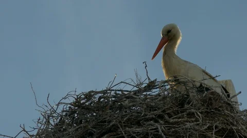 Stork nesting on a blue sky background Stock Footage 119041499