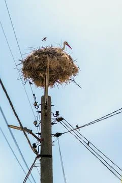 Stork nesting on utility pole. Stork sitting in large nest on top of utility Stock Photos