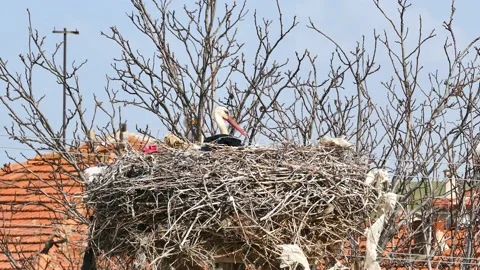 Stork nesting in a village, stork brooding in its nest, 4k video footage of s Stock Footage 188328791