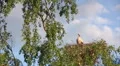 Stork in nestt HD Footage