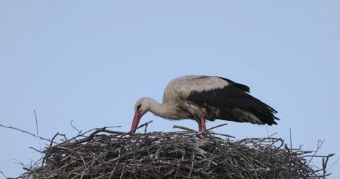 The stork opening his beak, 4K slomo Stock Footage 169483681