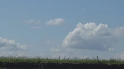 Stork over the meadow, clouds, river bank 스톡 동영상 91115127