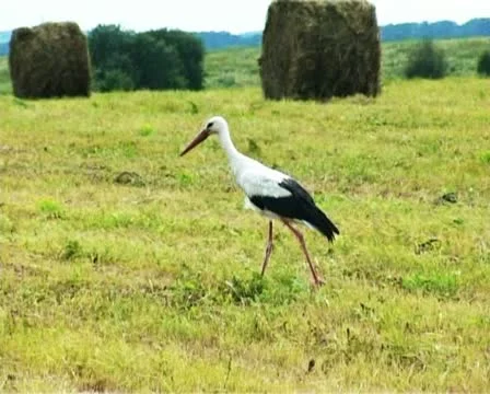 Stork - PAL 動画素材 15904550