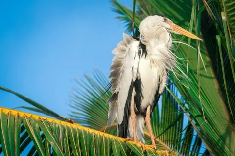Stork on a palm tree. close up Foto stock