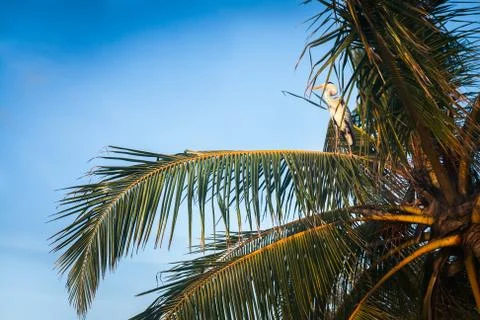 Stork on a palm tree Stock Photos