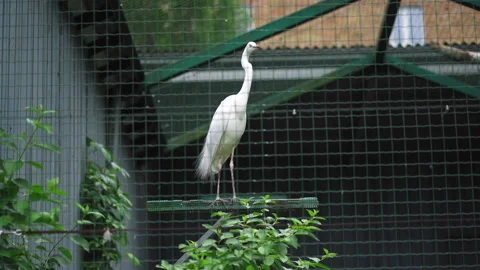 A stork on a perch in an aviary. Grace of a bird. The captive bird. Kiev zoo Stock Footage 133593656