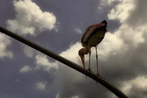 A stork perched on a curved pole under a dramatic sky. Stock Photos