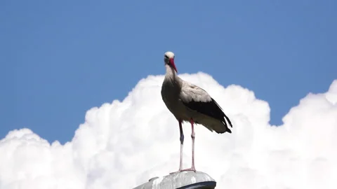 Stork Perched On Lamppost Stock Footage 134578072