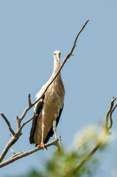 Stork perched 写真素材