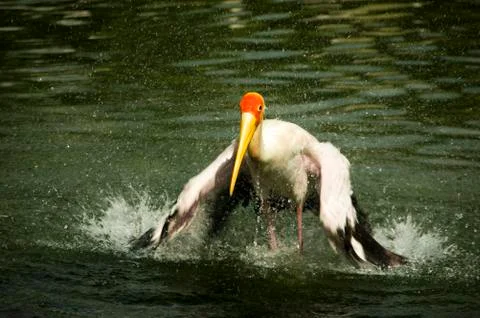 Stork .. Stock Photos