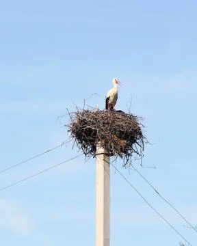 Stork Stock Photos