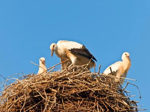 Stork Stock Photos